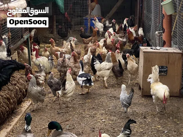 دجاج بياض للبيع