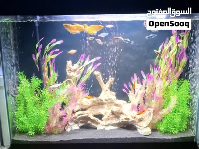 حوض سمك أرضي للبيع