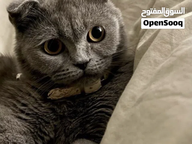 قطه أنثى سكوتش فولد للتزاوج "مطلوب ذكر للتزاوج"