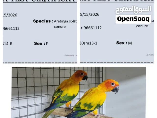 زوج صن كنيور للبيع