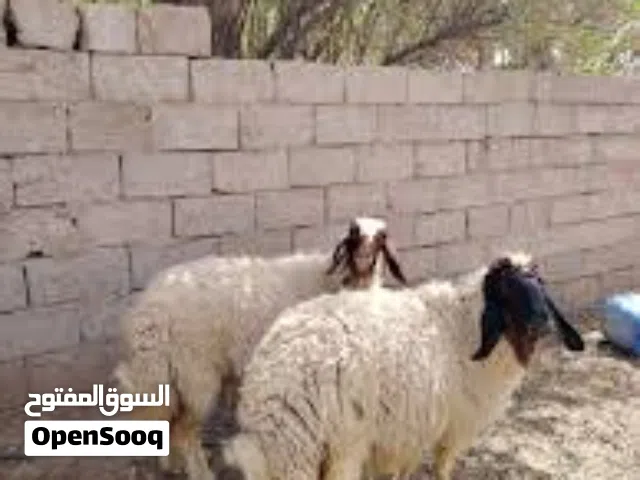 نشتري جميع الغنام والصخول