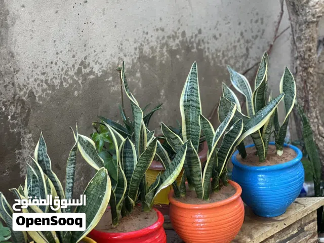 نباتات داخليه والخارجيه