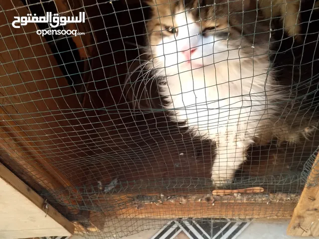 قطط لتبني نظيفات.