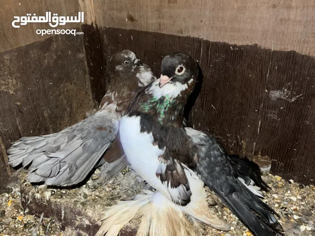 حمام روسي مشاءالله