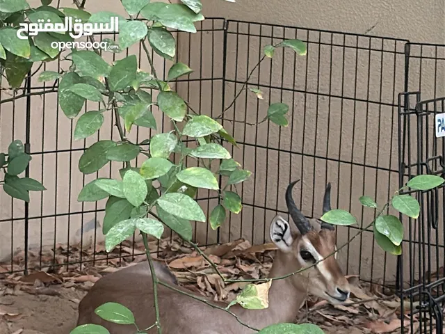 غزال دماني