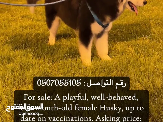 كلب هاسكي أنثى عمرها اربع شهور