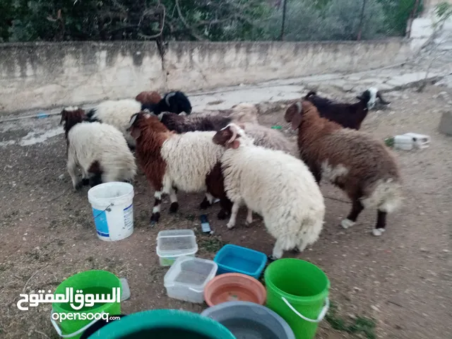 خرفان للبيع بصلاة على النبي