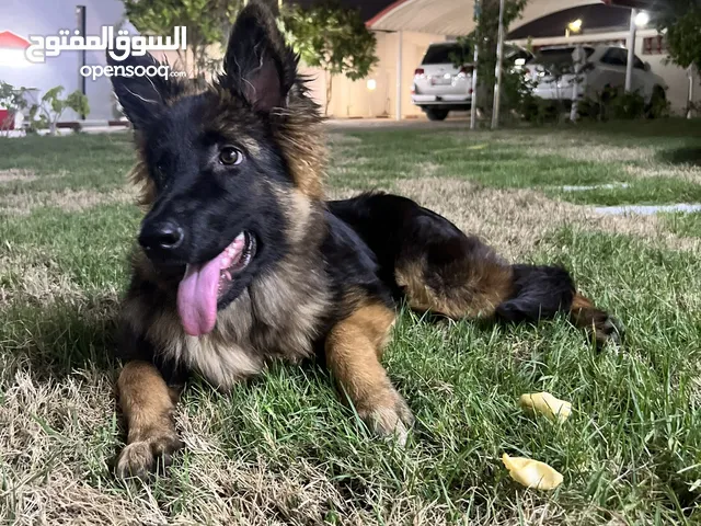 جيرمن شيبرد اصلي