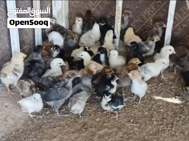 صيصان مكس العدد 80