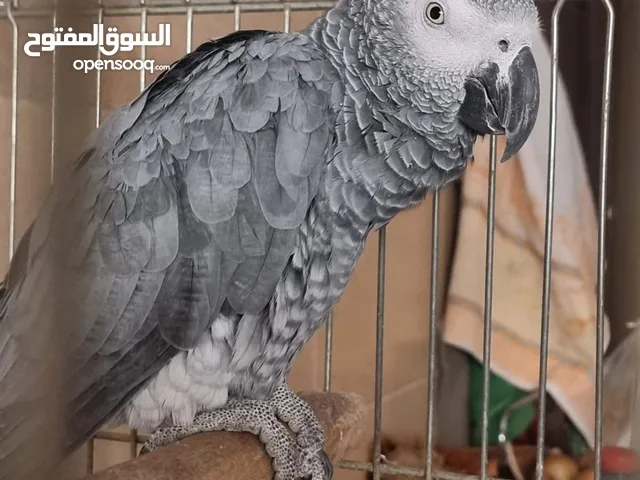 ببغا للبيع قابل للتفواض