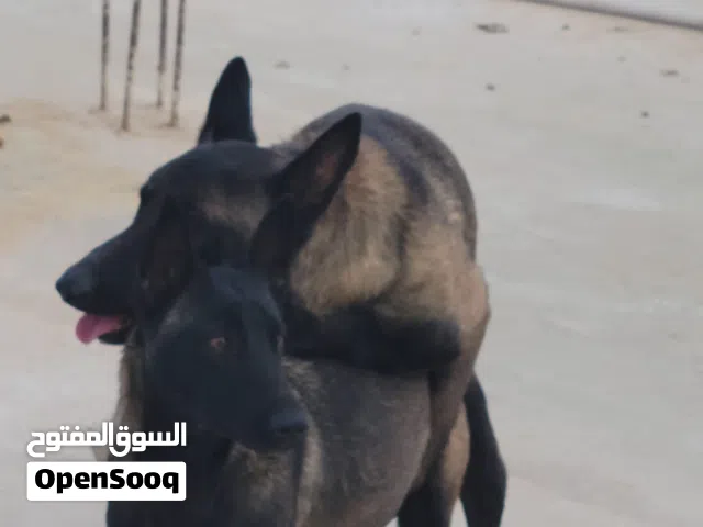 جراوي مالينوا