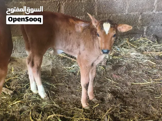 عجل عماني للبيع
