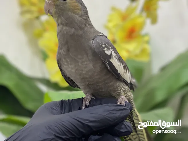 كوكتيل انثى اليف