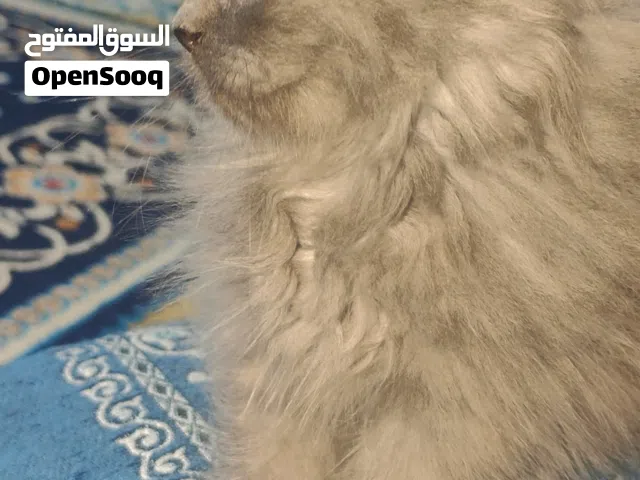 قط شيرازي لعوب ومرح متعود ع الليتر بوكس نضيف جدا بتشكرني عليه والله وسعر رخيص جدا