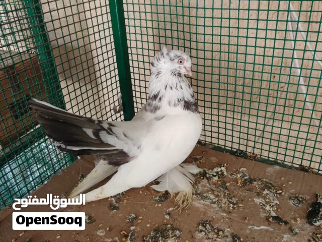 حمام الزينة