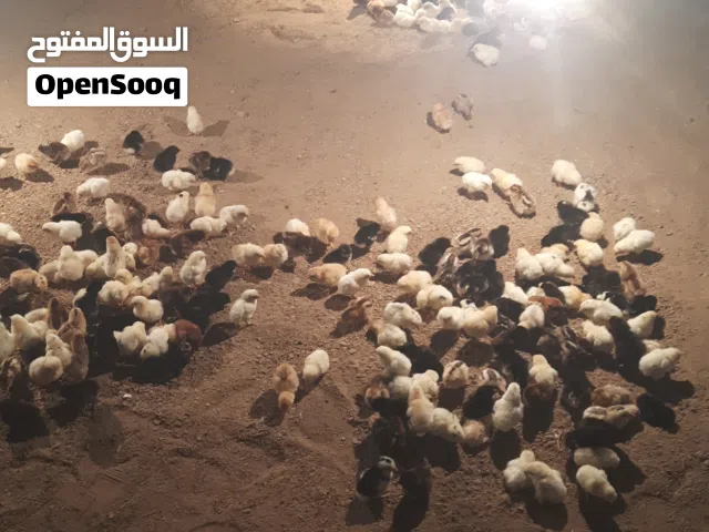 متوفر صيصان عمانيات و سيتوفر مهجن 11/12