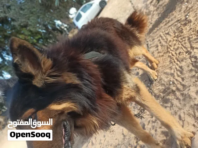 للبيع الماني