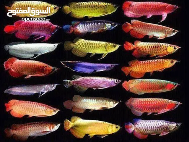 Fresh water fishes
