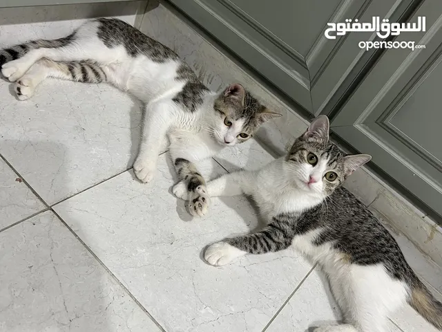 قطط للتبني