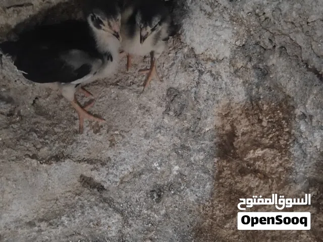 صوصين باكستاني