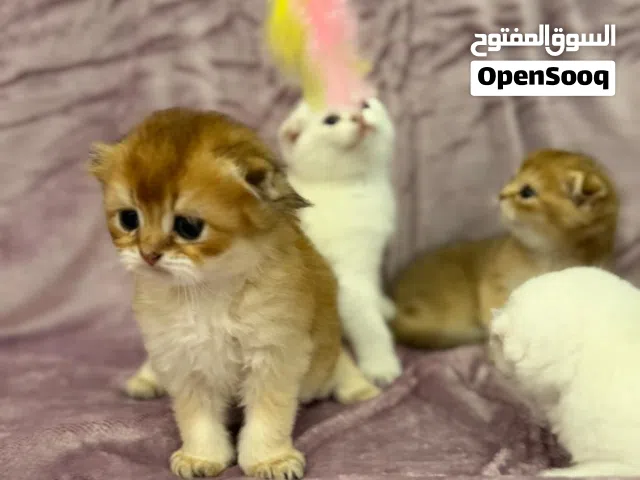 pure scottish fold golden kitten for sell  healthy and playful ready for new home