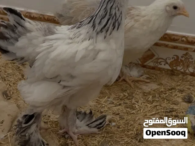 فروجات براهما خط اول تركي العمر 3 اشهر
