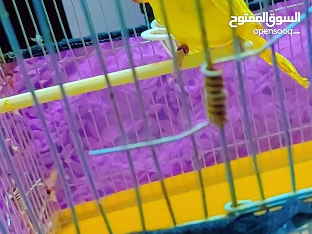 فحل هوقو رومو ورداة فل