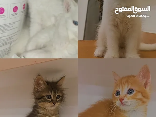 قطط انقورا تركي ذكور للبيع القطط صحه و جمال و اناقه و ادب و احترام ما شاء الله