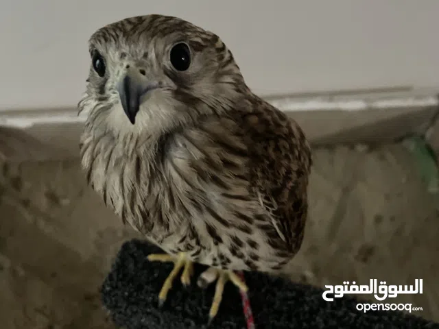 طيور شرياص الصحه ميه مسه ياكل فخد دجاج مقطع السعر 500 عيز قابل