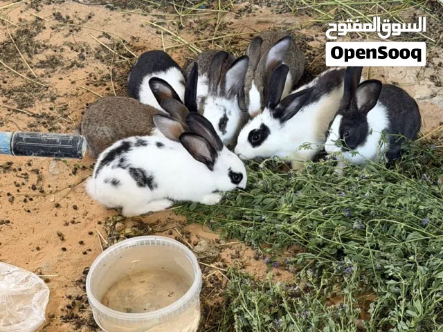 ارانب عربيات