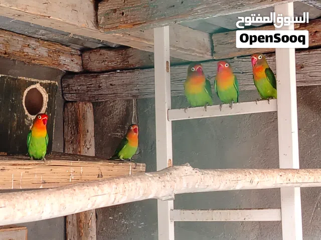 طير غندوره اقره الوصف