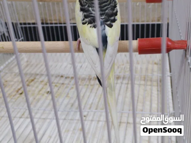 متاح فحل شكري بصرصي سبعة وقطع جاهز فول