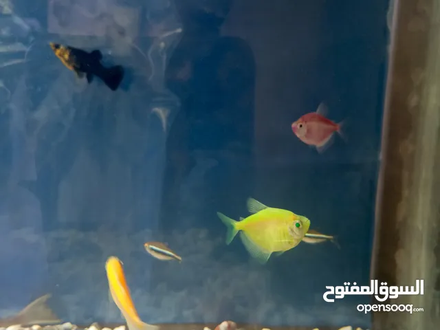 اسماك جوبي مولي تيترا جلاس وتيترا بلاك نيون وجولد فيش وزيبرا إقراء الوصف