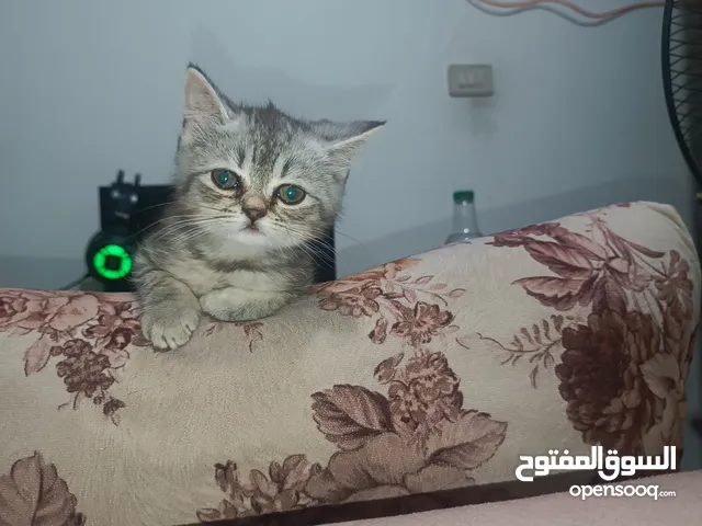 قطط جاهزة لبيتها الجديد