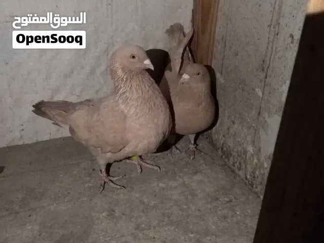 حمام فرنسي أصفر و شلبي نخب
