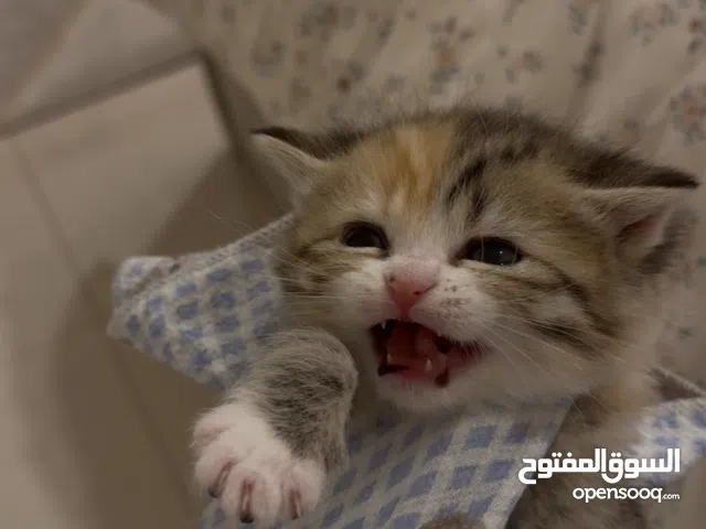 برتش انغورا