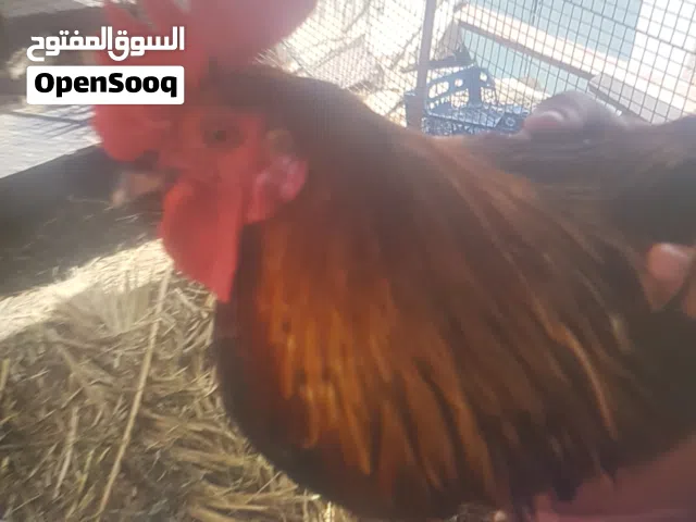 ديك عماني الوصف مهم