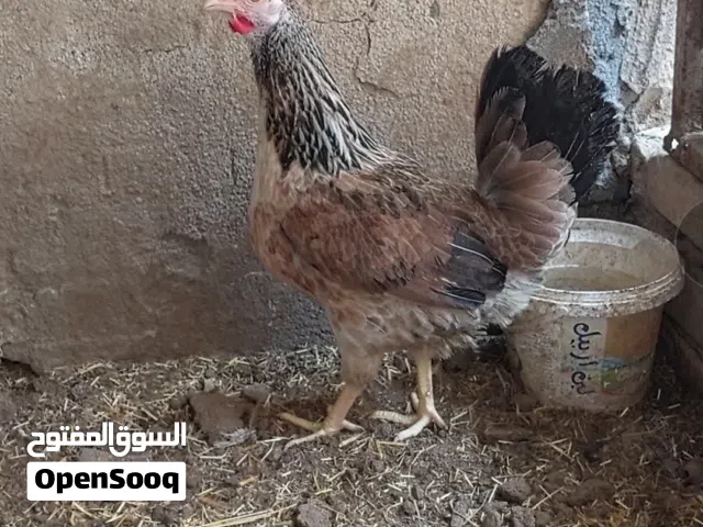 دجاجه دندراوي بياضة