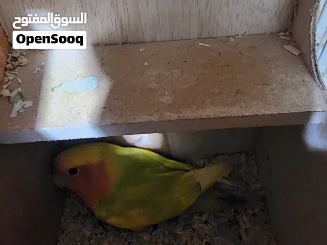 ازواج لوفبيرد منتجين