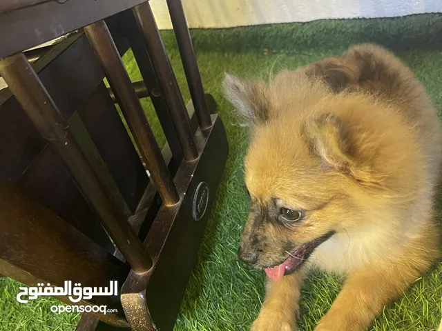 جرو كلبه بومرينيان عمرها 3 شهور للبيع