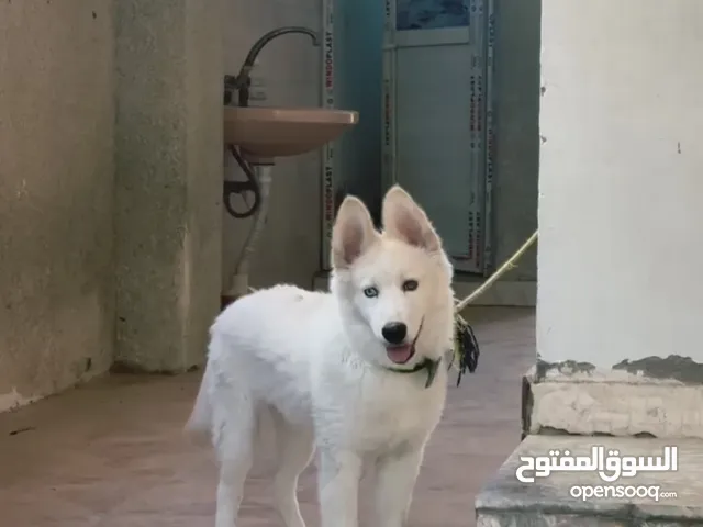 كلب هاسكي صغير أليف واجتماعي عمر 6 اشهر