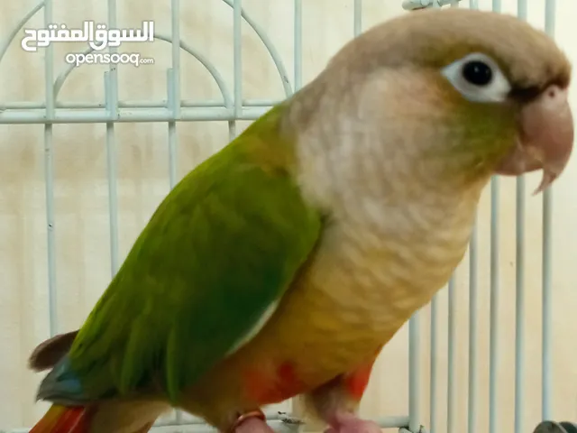 Tamed pineapple conure
