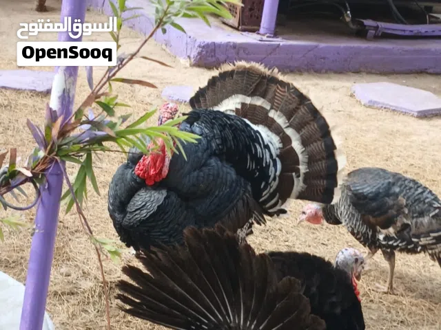 فسيفس للبيع وصف مهم