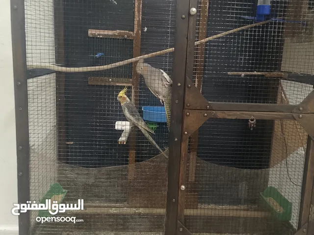 كوكتيل  منتج وشغال وتحتوي بيض  للبيع مع المطير موجودات في القويسمه