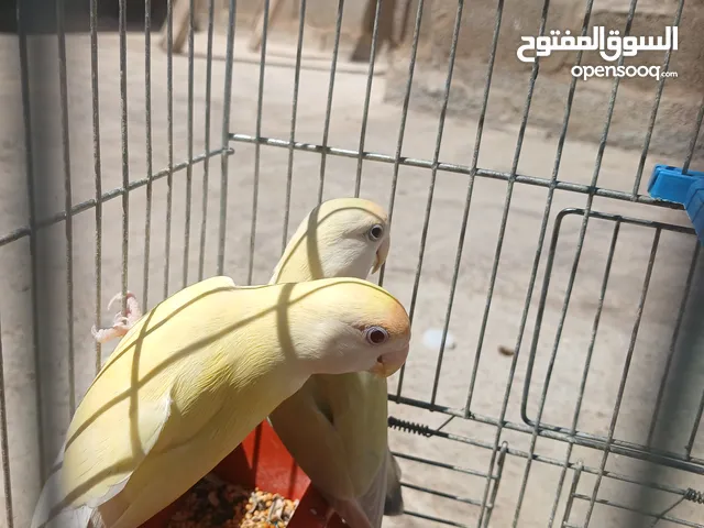جوزين روز ناشط وحجم وريشه اللهم بارك