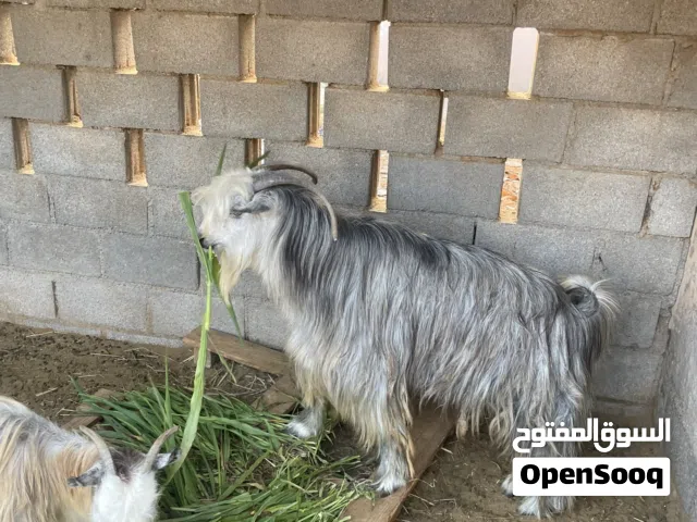 تيس هديد من الحلال الطيب ما محقوص