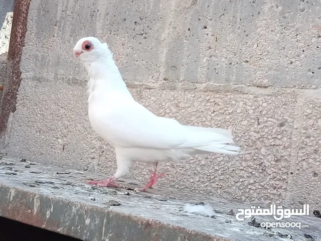 جواز البيع