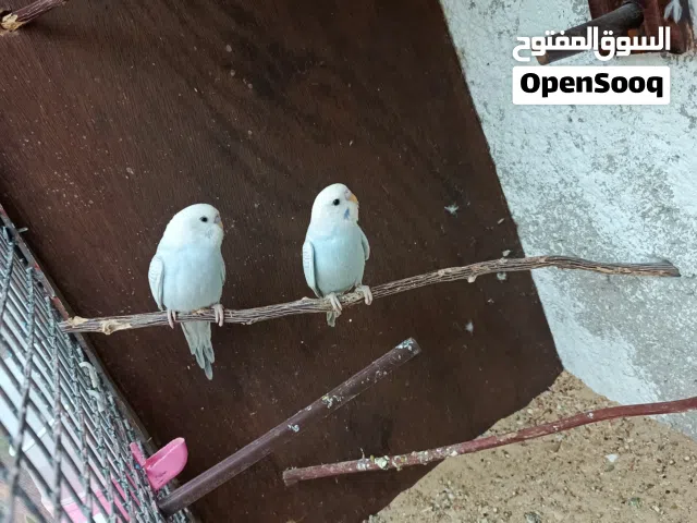 طيور حب  اقرأ الوصف