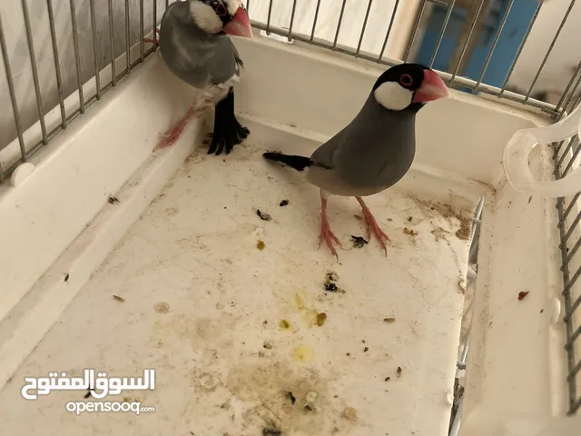 كوبيا جاوا الله يبارك منتجة