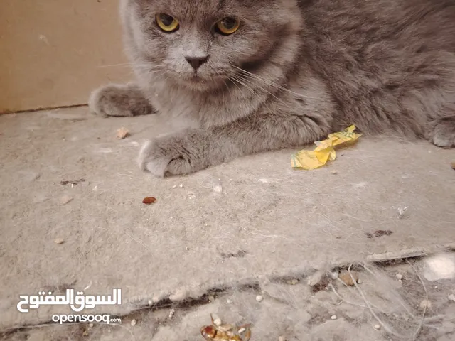 Cats for sale